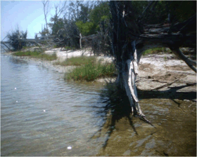 mangrove 2 mangrove 2